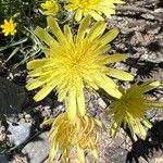 Scorzonera aristata 花