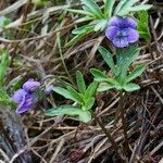 Viola pinnata Habit