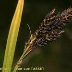 Carex atrata Fleur