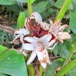 Musa velutina Fiore