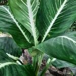 Dieffenbachia oerstedii Liść