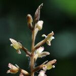 Goodyera rubicunda Flower