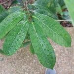 Mimusops andongensis Leaf