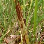 Anacamptis laxiflora Leaf