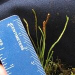 Grammitis serrulata Άλλα
