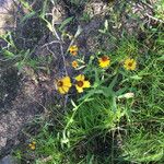 Helenium microcephalum অভ্যাস