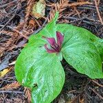 Trillium chloropetalumFolio