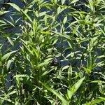 Persicaria glabra Hoja