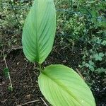 Curcuma longaBlodyn