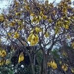 Sophora microphylla Květ