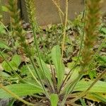 Plantago virginica Цветок