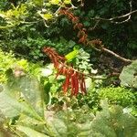 Erythrina poeppigiana Цвят