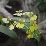 Oncidium altissimumBlüte