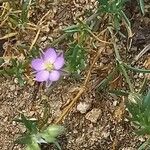 Spergularia rubra Blüte