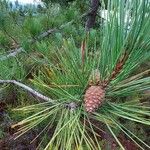Pinus pinaster फल