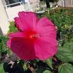 Hibiscus palustris Flower