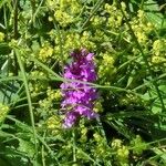 Dactylorhiza majalis Blüte