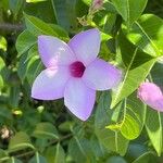 Cryptostegia grandiflora Blüte