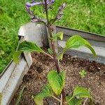 Plectranthus ecklonii 葉