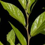 Sida cuspidata Hoja