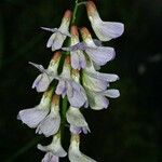 Vicia sylvatica Fleur