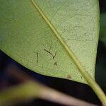 Diospyros abyssinica Blad