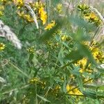 Hypericum perfoliatum Blad