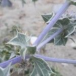 Eryngium maritimumKôra