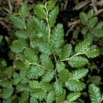 Nothofagus pumilio বাকল