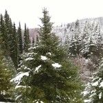 Abies lasiocarpa برگ