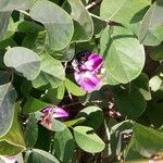 Canavalia rosea Floro