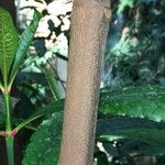 Ochrosia grandiflora Écorce