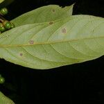 Ocotea leucoxylon Leaf