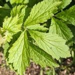 Geum macrophyllumLeaf