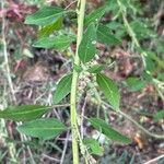 Atriplex patula Fuelha