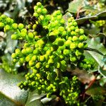 Berberis aquifolium Květ