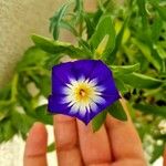 Convolvulus tricolor Flower