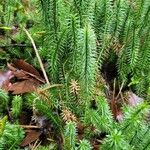 Lycopodium annotinum Yaprak