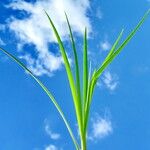 Dianthus furcatus Leaf