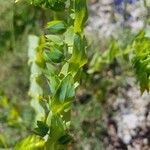 Cerinthe glabra Leaf