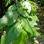 Commersonia bartramia Leaf