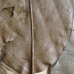 Ormosia melanocarpa Otro