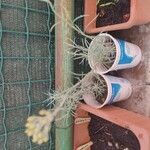 Helichrysum italicum Feuille