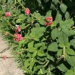 Stachytarpheta mutabilis Flor