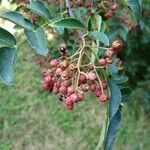 Zanthoxylum bungeanum Fruit