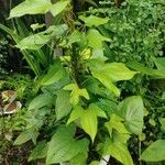 Dioscorea trifoliata ഇല