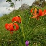 Lilium carniolicum Bloem