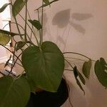 Monstera deliciosa Листок