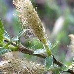 Salix repensFlower