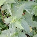 Saponaria officinalis Likasa